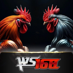 Ws168 Sabung - TERRABET168