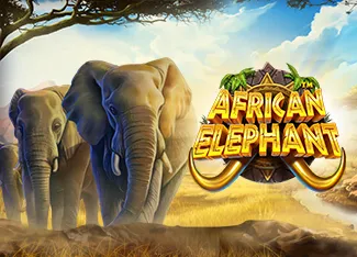 Pragmatic : African Elephant - TERRABET168